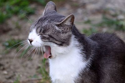 Close-up of cat looking away