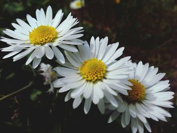 Close-up of white daisy flower
