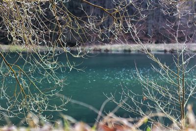 Close-up of spider web on plant