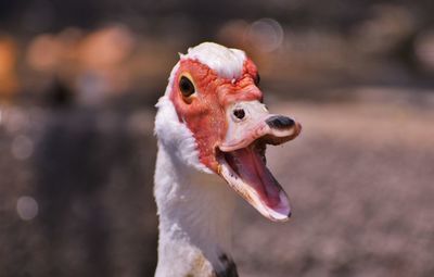 Close-up of a parrot