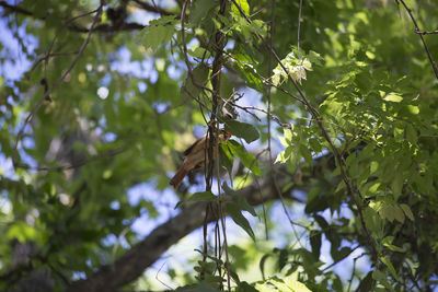 Low angle view of flowering plant on tree