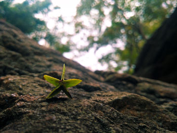 Close-up of leaf on rock