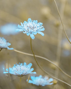 Close-up of purple flowering plant