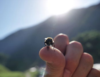 Cropped hand holding honey bee against mountain