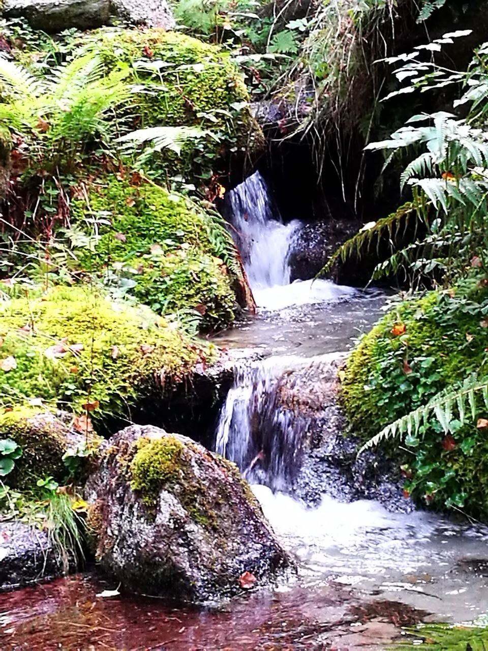 STREAM FLOWING THROUGH ROCKS IN FOREST