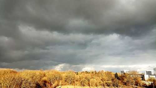 Plants on field against storm clouds