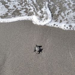 High angle view of small bird on beach