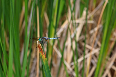 Close-up of insect on grass