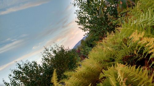 Low angle view of palm trees