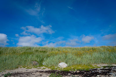 Scenic view of field against blue sky