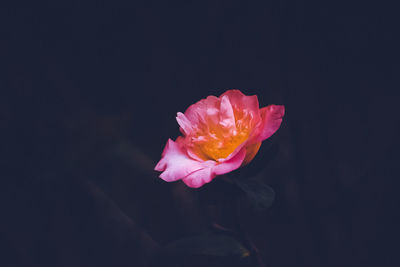 Close-up of pink camellia against black background