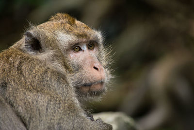 Close-up portrait of monkey