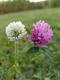 Close-up of purple flowers blooming in field