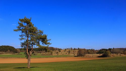 Trees on field against clear blue sky