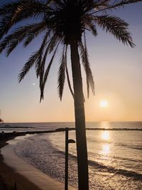 Scenic view of palm trees at beach during sunset