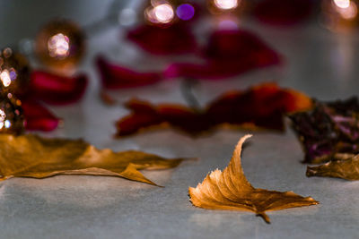 Close-up of dry maple leaves on table