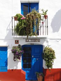 Potted plants outside house