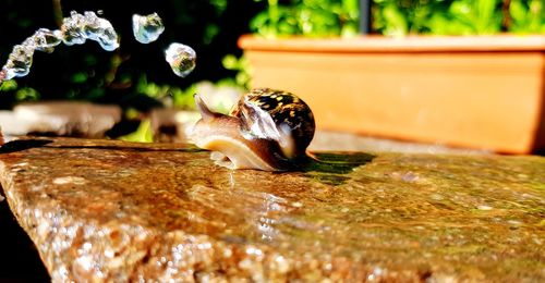 Close-up of turtle on wet table