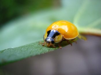 Close-up of bee on leaf