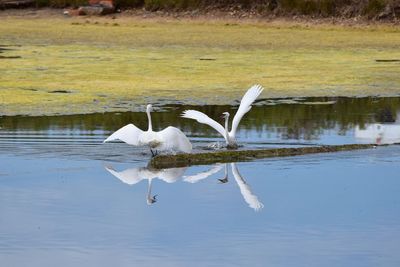 White swan on lake