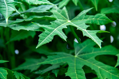 Close-up of leaves