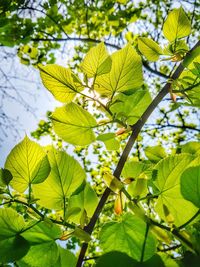 Low angle view of flowering plant