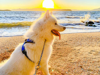 View of dog on beach