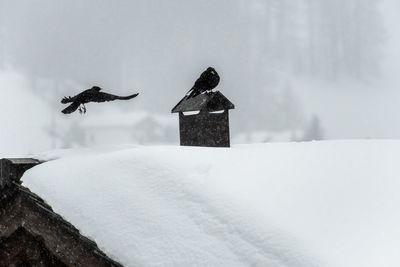 Bird flying over snow covered landscape