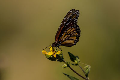 Close-up of butterfly pollinating on flower