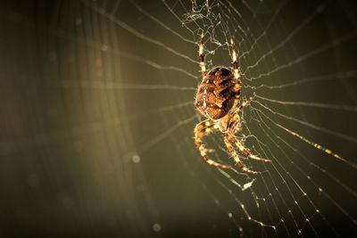 Close-up of spider on web