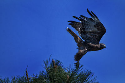 Fish swimming in sea against clear blue sky