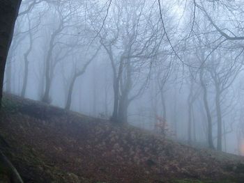 Bare trees in forest against sky