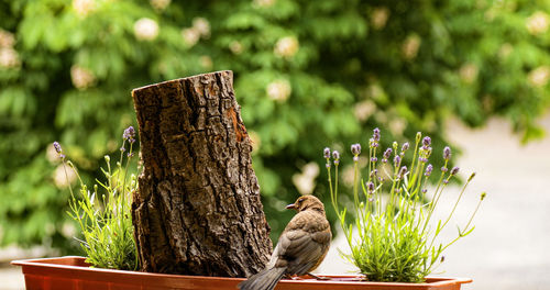 Close-up of bird perching on wood