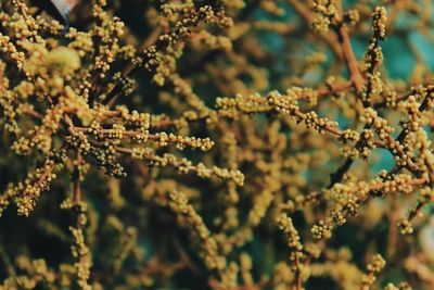 Close-up of flowering plants during winter