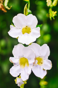 Close-up of white flowers blooming outdoors