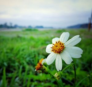 Close-up of flowering plant on field