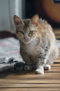 Portrait of cat sitting at home