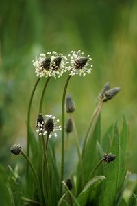 Close-up of bunch of flowers on field