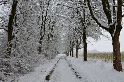 Road amidst bare trees during winter