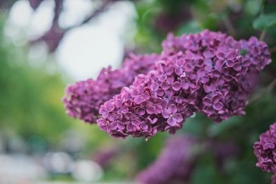 Close-up of pink flowers