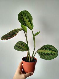 Close-up of hand holding small potted plant against wall