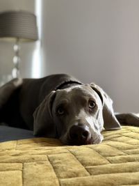 Weimaraner, dog, pet, close-up portrait of dog relaxing at home