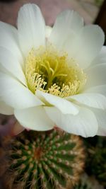 Close-up of white flowers