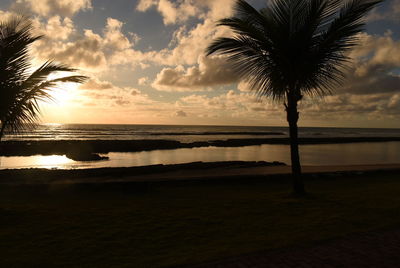 Silhouette palm tree on beach against sky during sunset