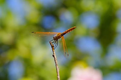 Close-up of insect on grass