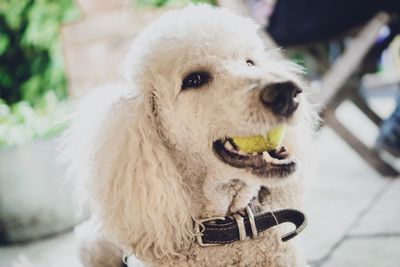 Portrait of dog with ball in mouth