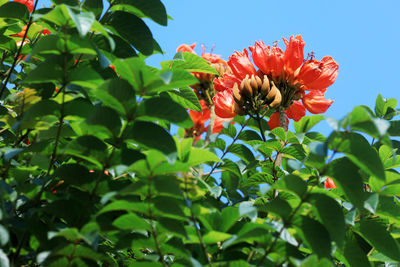 Close-up of butterfly pollinating on red flowering plant