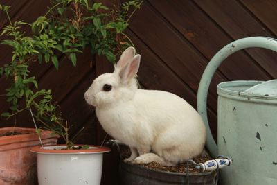 Cute little bunny in a flower pot