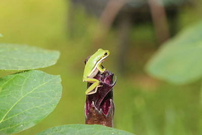 Close-up of frog on leaf