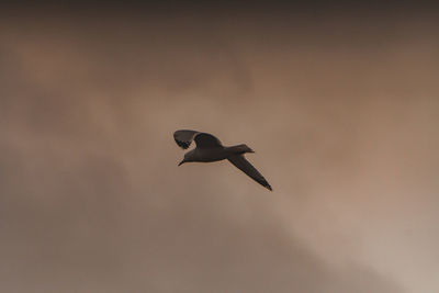 Low angle view of bird flying